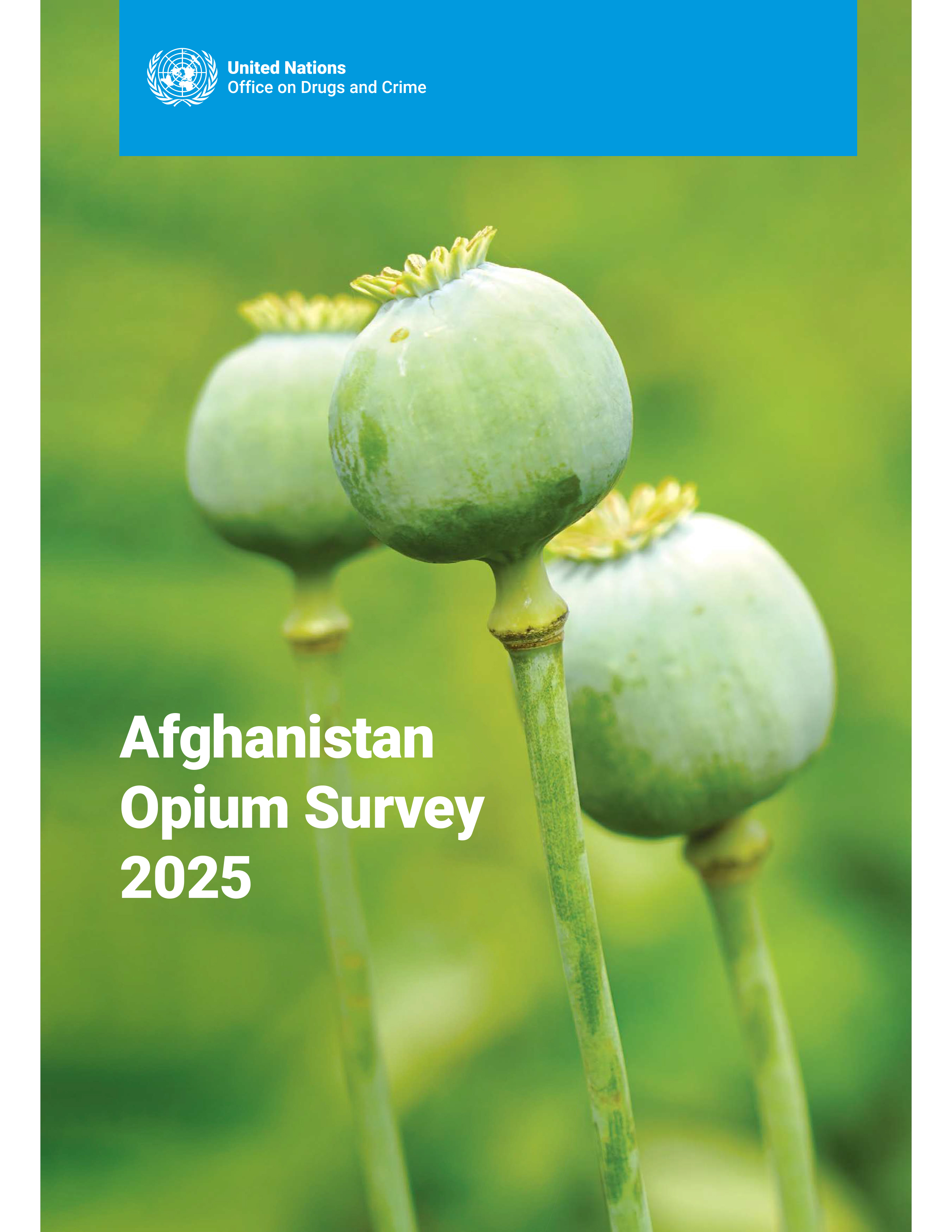 image of Why ground information is essential to opium poppy monitoring